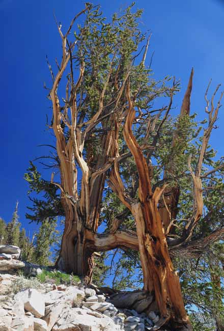 bristlecone